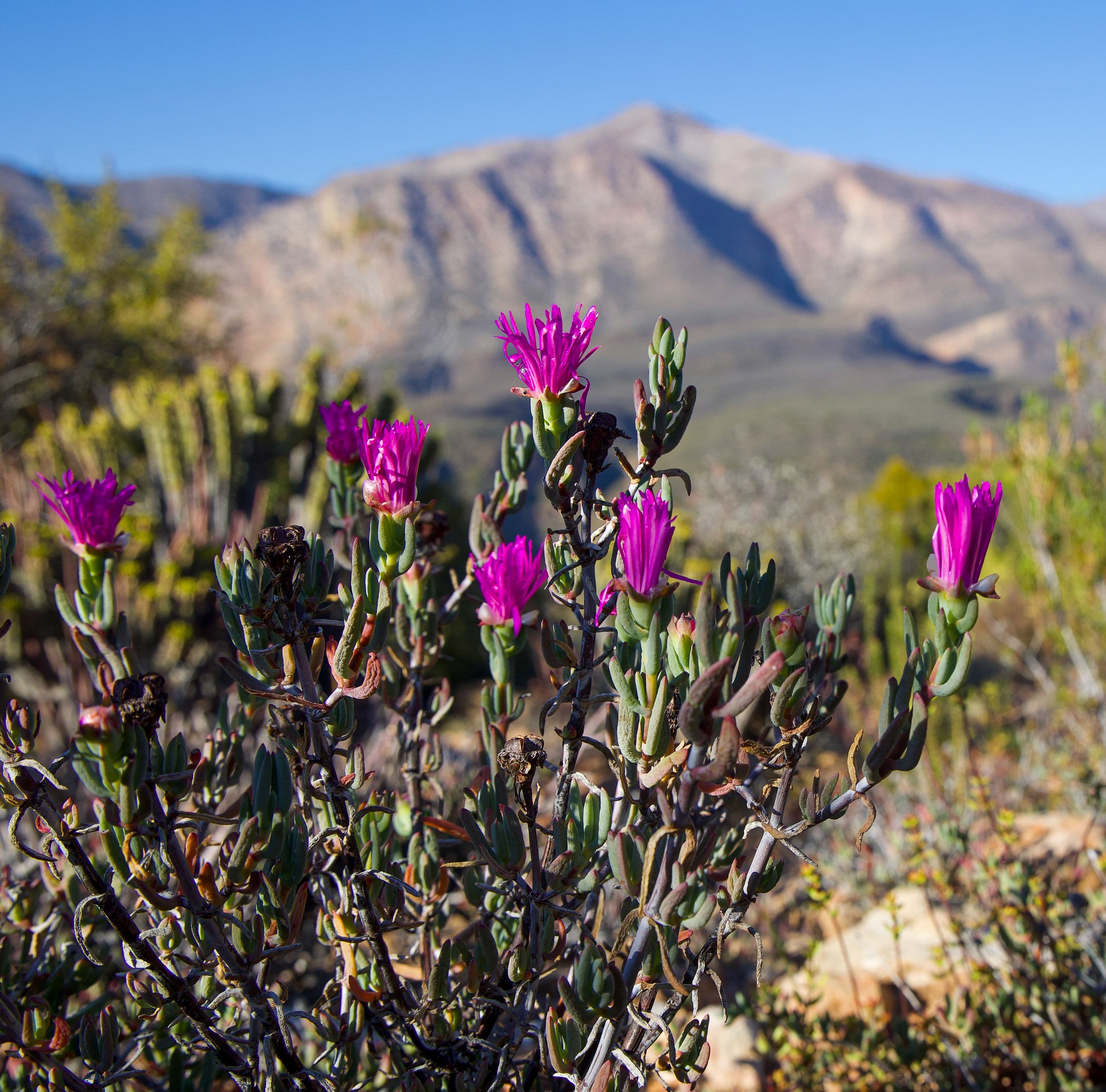 Flora of the Swartberg Nature Reserve